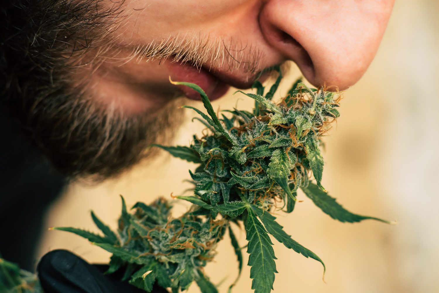 Как пахнет дым марихуаны купить марихуаны в алматы